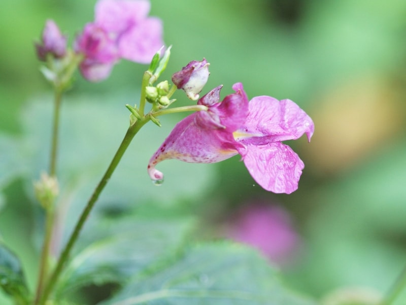 ツリフネソウの花