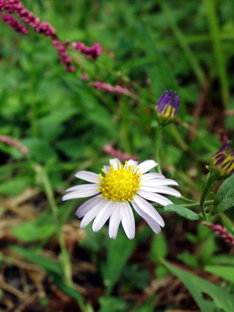 ヨメナとイヌタデ