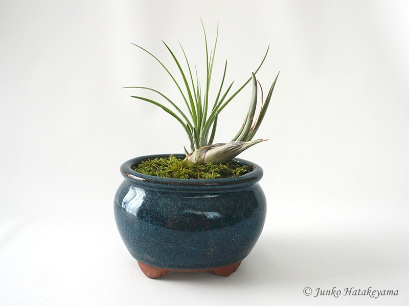 エアープランツ盆栽風