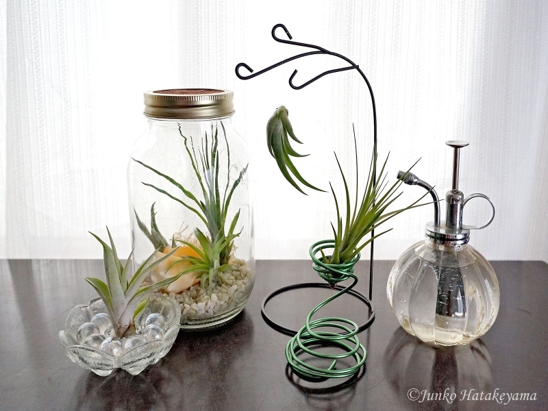 エアープランツ