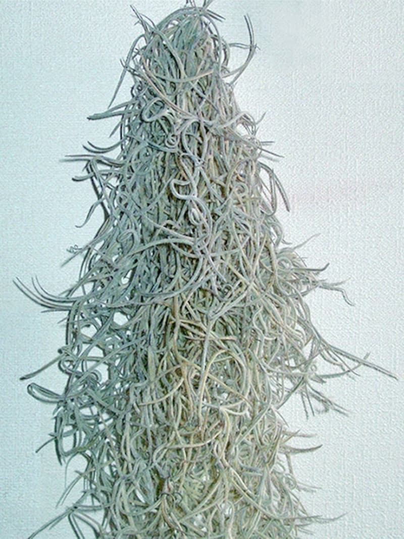 ウスネオイデス