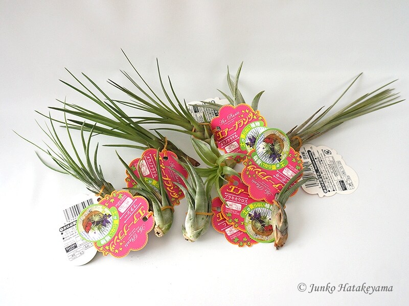 エアープランツ