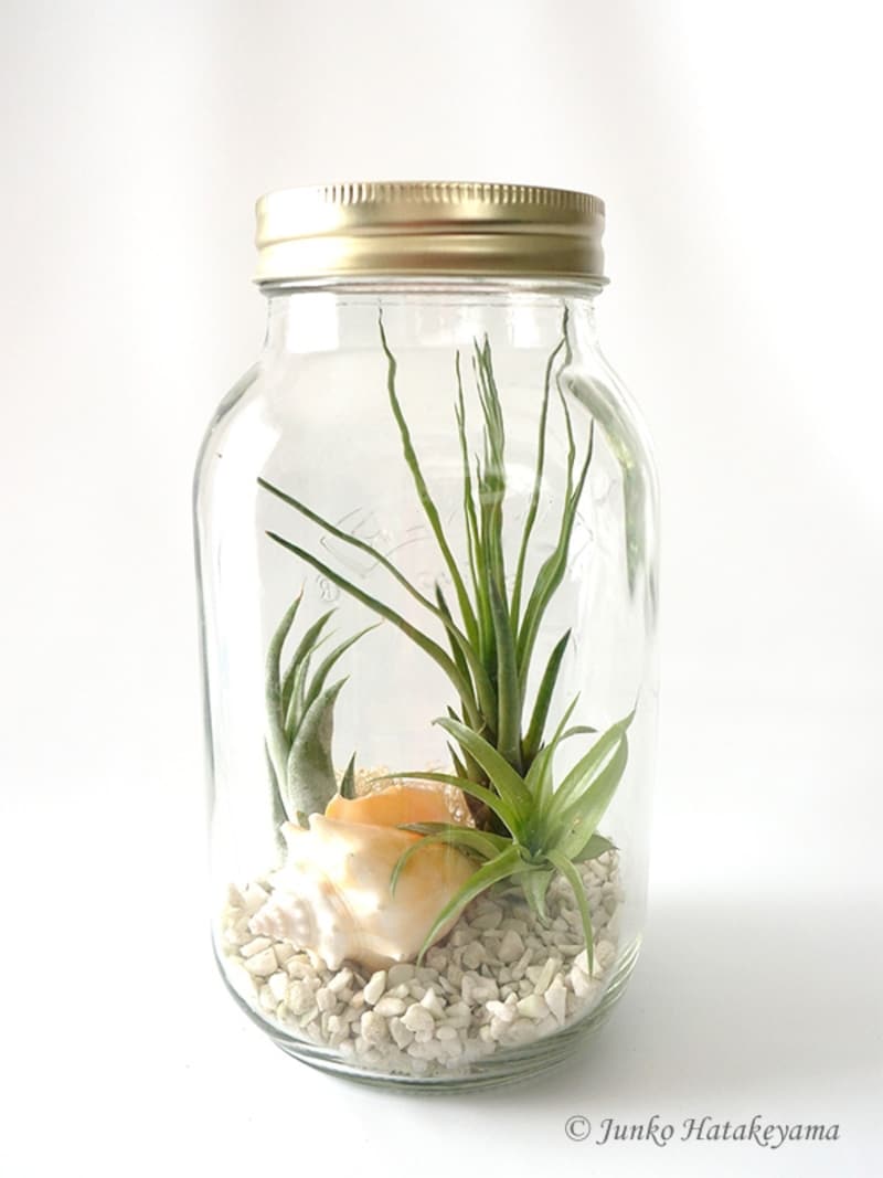 エアープランツのテラリウム