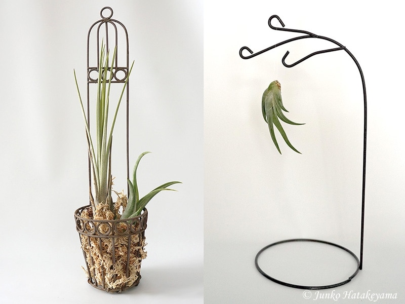 エアープランツのハンギング