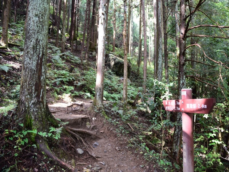 木立の中の道を歩いて