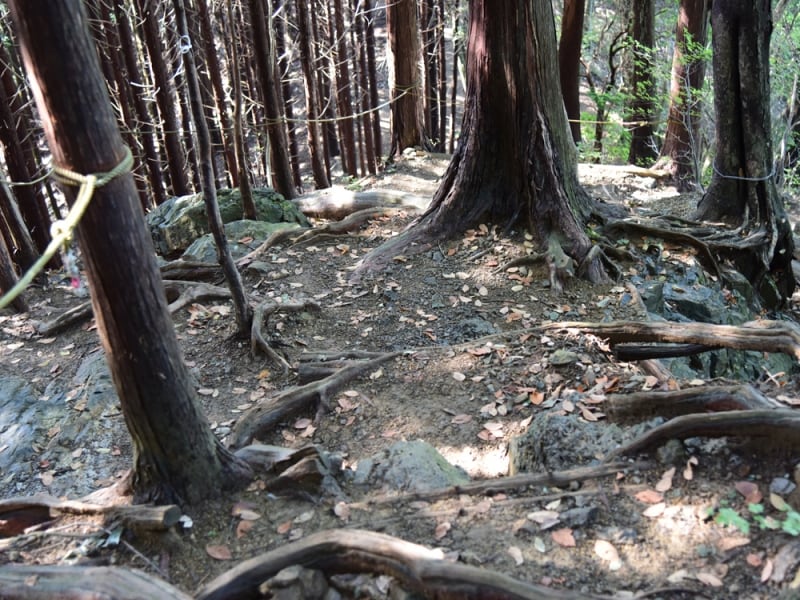 木の根でできた天然の階段をロープにつかまりながら下りる