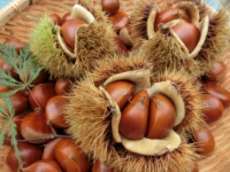 chestnuts