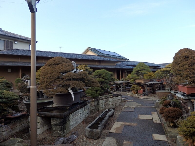 盆栽町に点在する盆栽園「蔓青園」