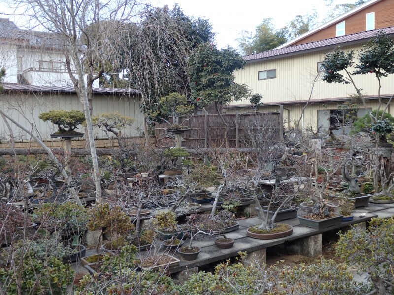 盆栽町に点在する盆栽園「九霞園」