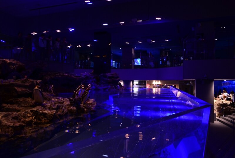 マゼランペンギンのプール