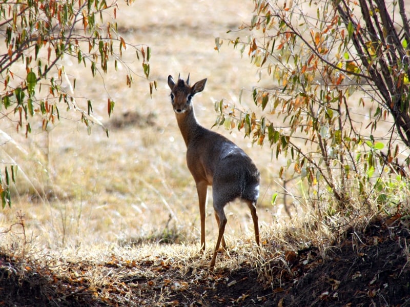 dikdik