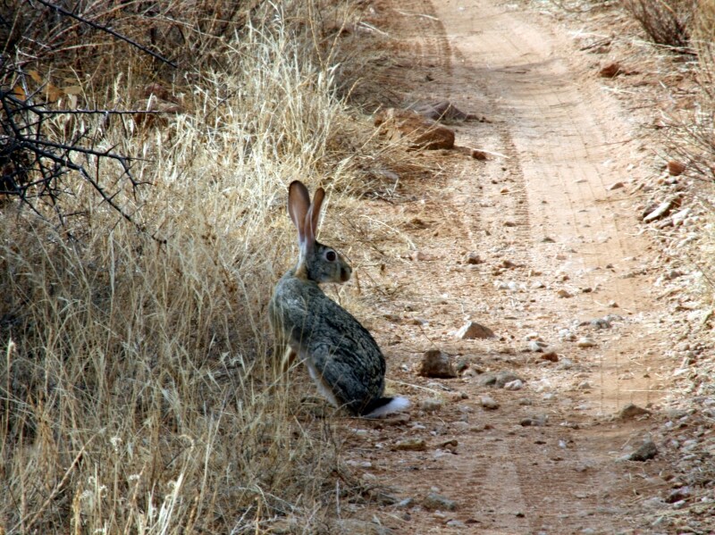 africanhare