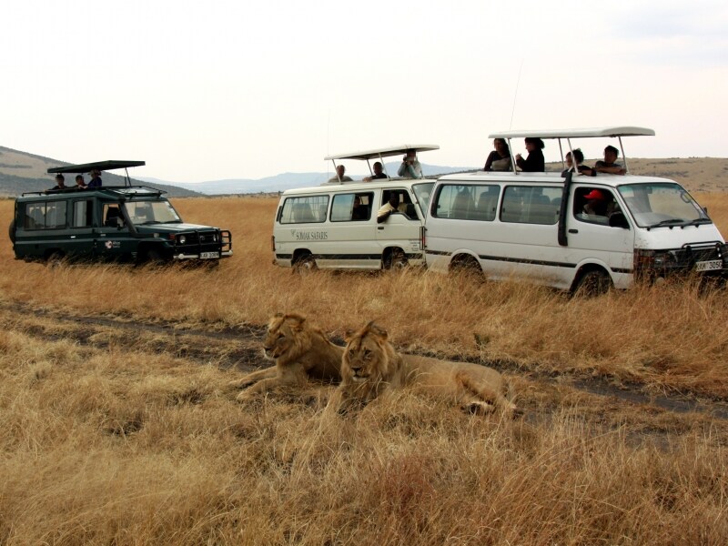 lionwatching