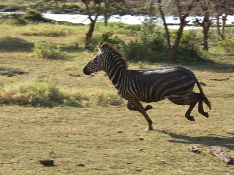 zebra