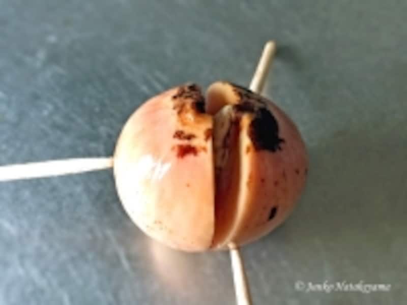 アボカドの育て方 種から発芽 植え替えまでの記録 ガーデニング 園芸 All About