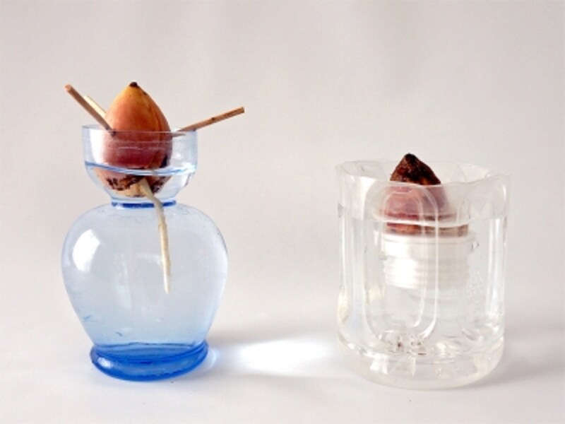 アボカドの育て方 種から育てた50日間栽培記録 ガーデニング 園芸 all about