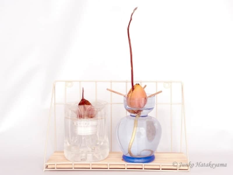 アボカドの育て方 種から発芽 植え替えまでの記録 ガーデニング 園芸 All About
