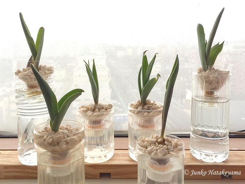 ペットボトルを利用した球根水栽培