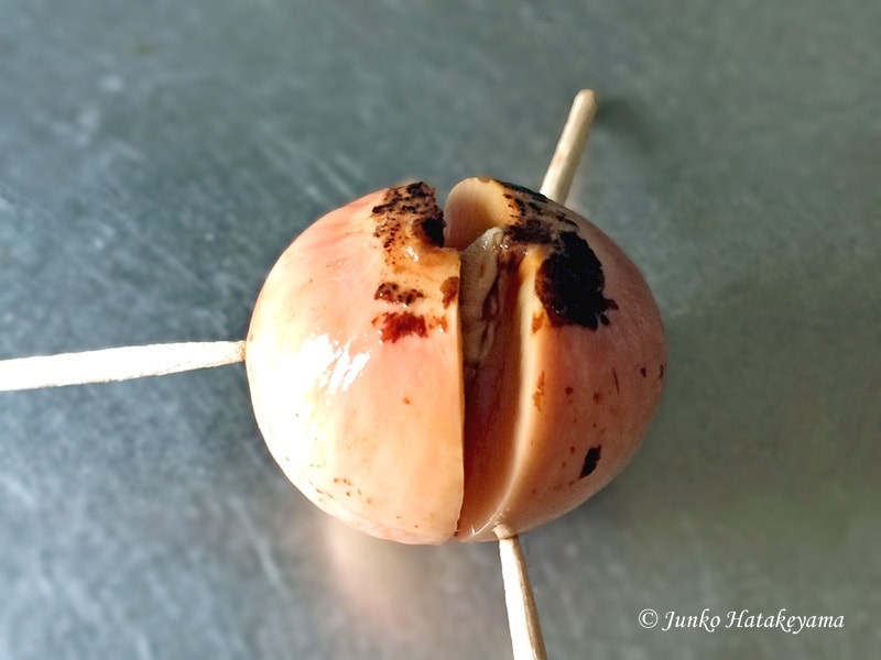 アボカドの育て方　発根