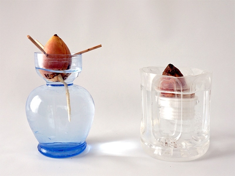 アボカド水栽培