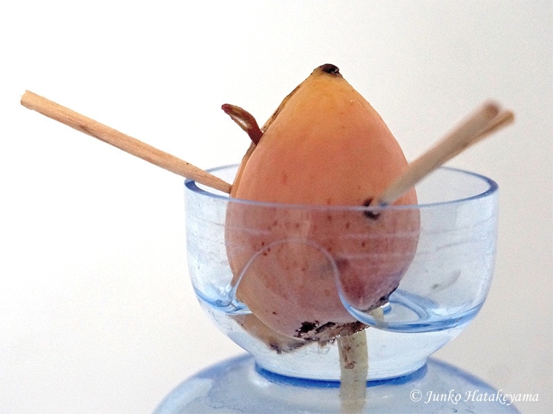 アボカドの育て方　発芽