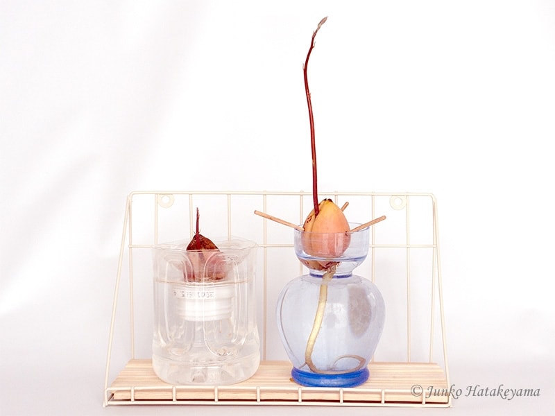 アボカド水栽培