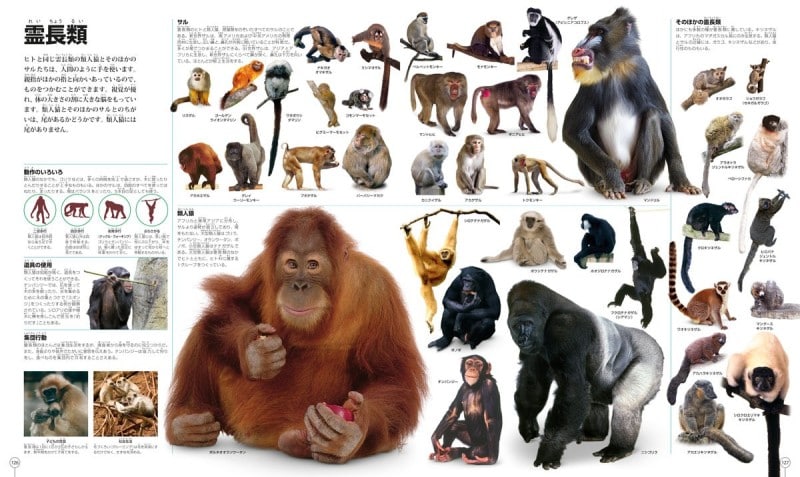 小学生図鑑人気ランキング第10位 なんでもいっぱい大図鑑 ピクチャーペディア