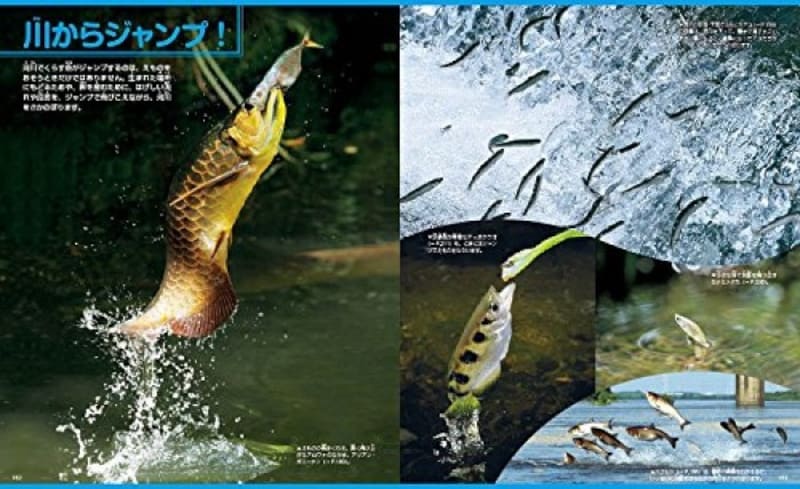 小学生の図鑑ランキング第8位『魚 新訂版』(講談社の動く図鑑MOVE)