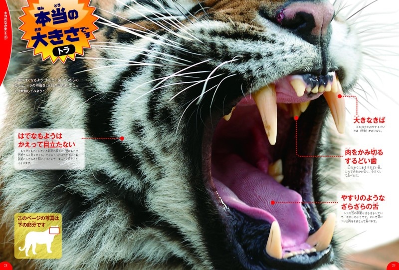 小学生の図鑑ランキング第8位『動物』(学研の図鑑LIVE)