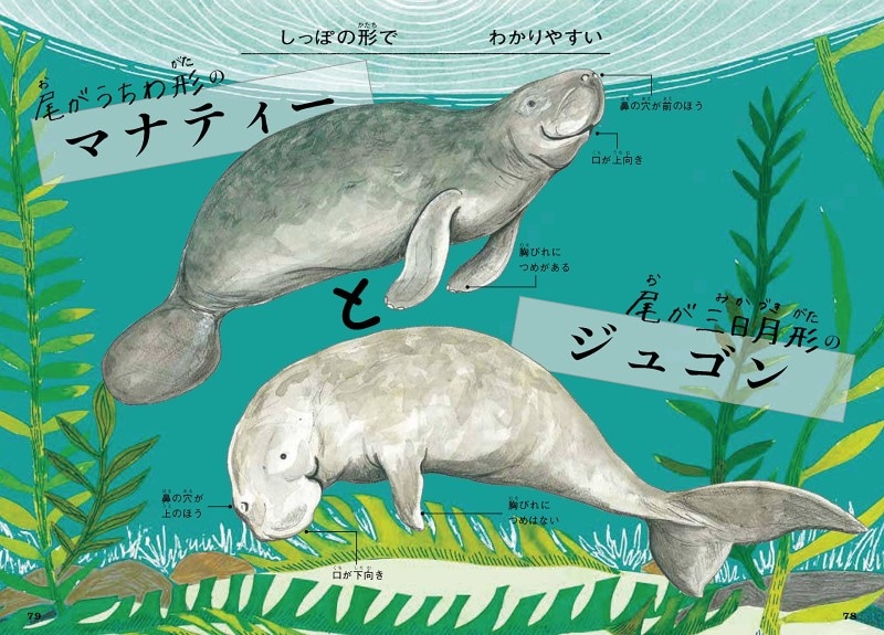 小学生の図鑑ランキング第3位『ちがいがわかるいきもの図鑑』