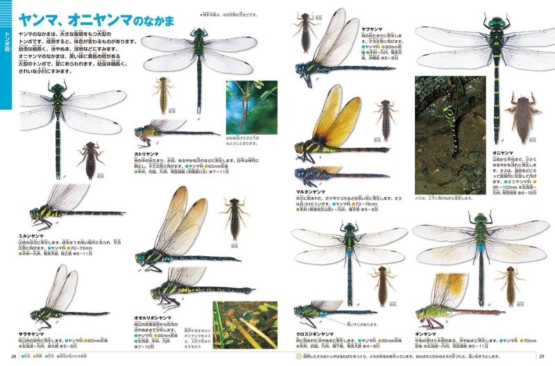 小学生の図鑑ランキング第2位 「小学館の図鑑NEO」