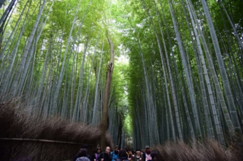 嵯峨野の竹林の道