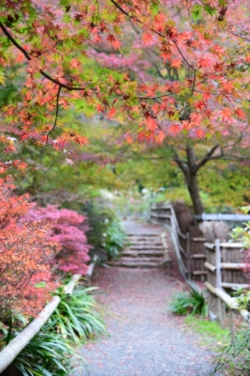 北嵯峨の竹林に囲まれた、小さなお寺「直指庵」