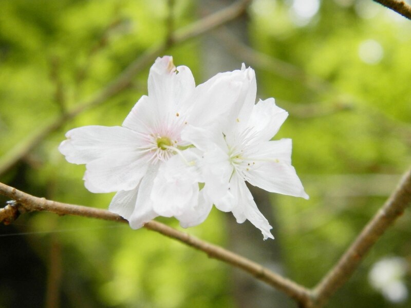 ジュウガツザクラの花