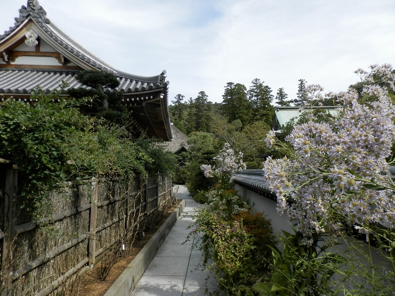 シオンの花咲く松嶺院