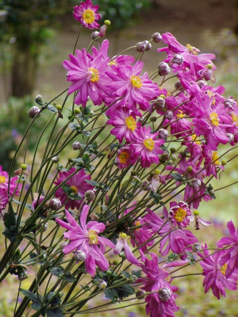 シュウメイギクの花