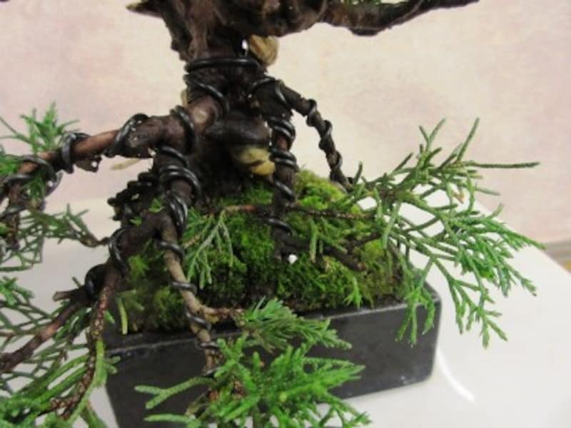 それぞれの枝に針金成形して枝を下げました