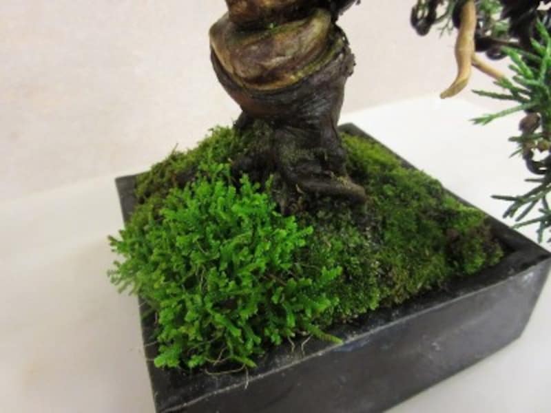 苔を張り替えてすっきり！