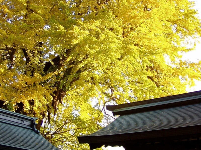 荏柄天神社のイチョウ
