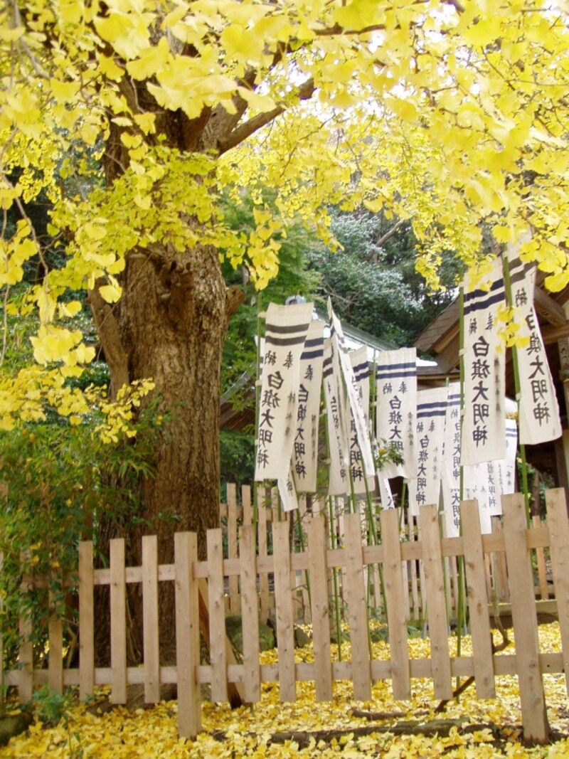 白旗神社のイチョウ