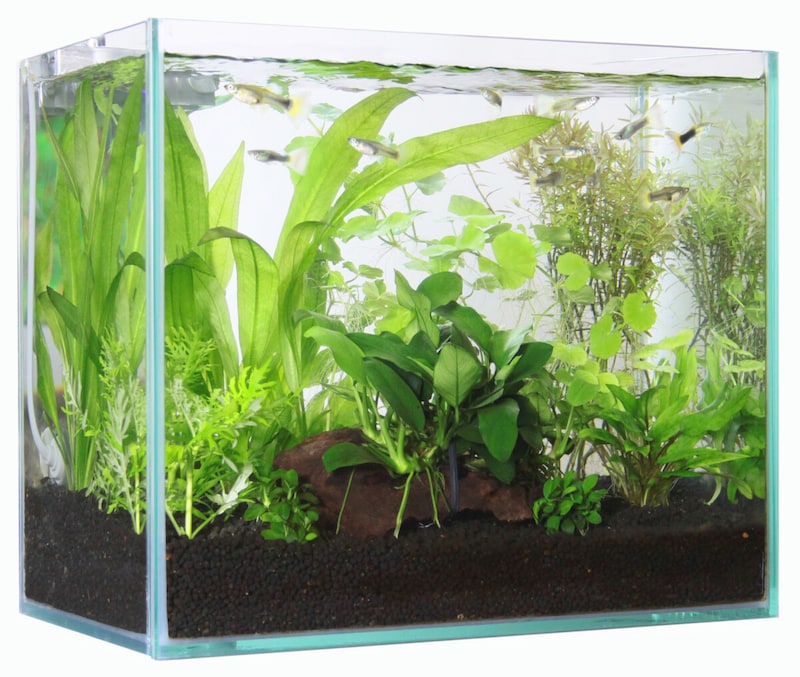 新規に立ち上げた水槽での油膜