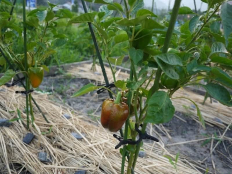 アクアイグニス野菜園