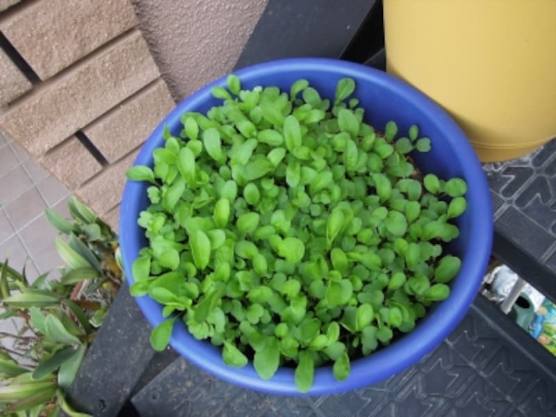 ルッコラundefined双葉が出そろった頃undefined間引き