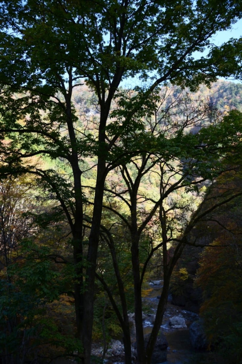 秋には主役交代の大滑のヤシオツツジ