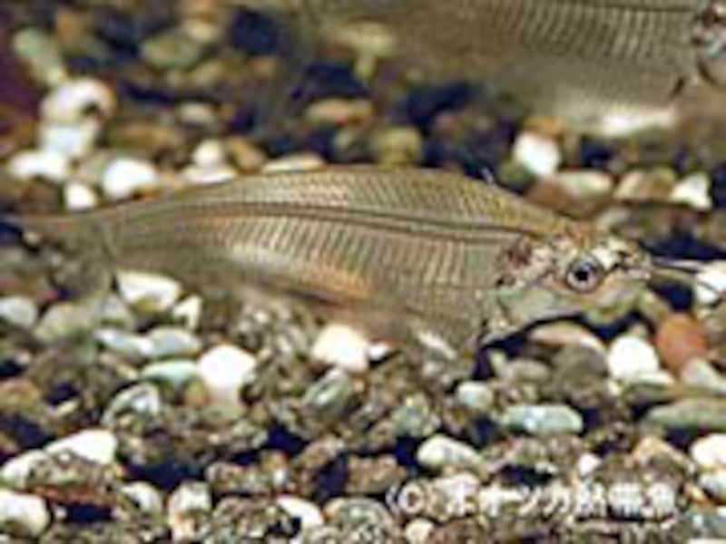 トランスルーセントグラスキャット