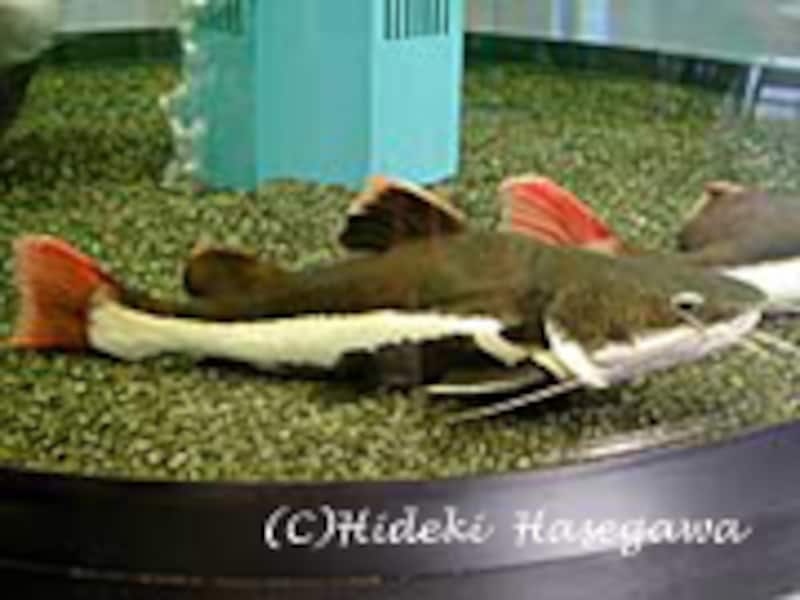 レッドテールキャット