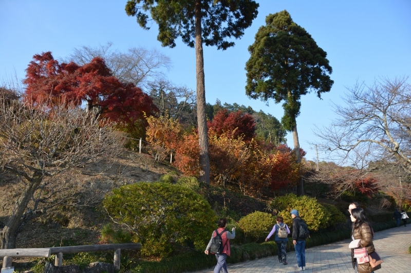 宝登山山頂の紅葉