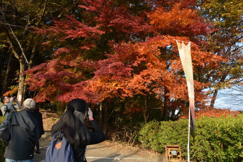 誰もが立ち止まってカメラのシャッターを切る宝登山坂道のモミジ(2014年11月24日撮影)