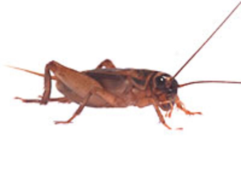 コオロギ