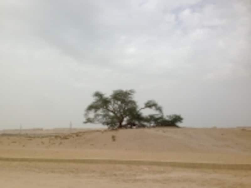 パワースポットの「生命の木」